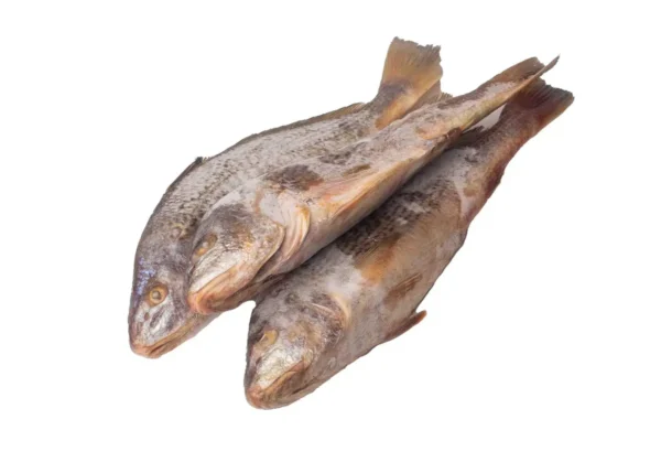 Fish - Croaker