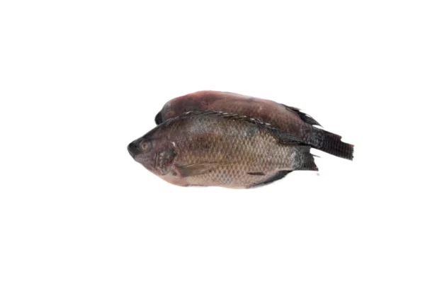 Fish - Tilapia