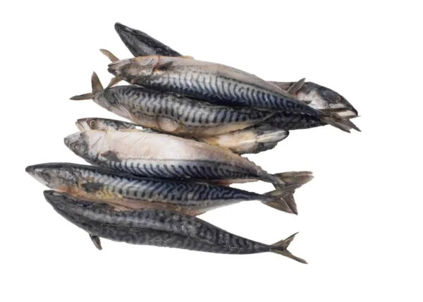 Fish - Titus (Mackerel)