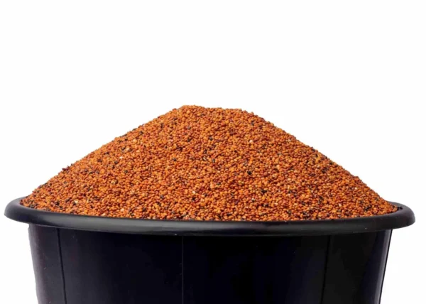 Guinea Corn - Red (Paint Bucket)