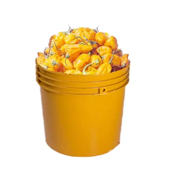 Pepper - Yellow Habanero (1kg)