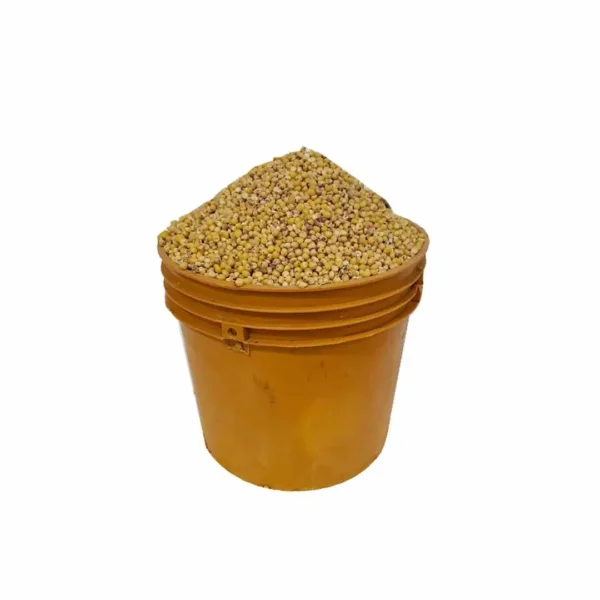 Yellow Sorghum (Paint Bucket)